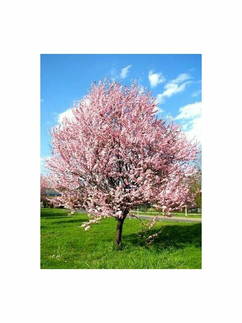 Slivoň trešňoplodá Pissardova, výška kmínku 200/220 cm, v květináči Prunus cerasifera Pissardii